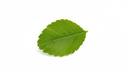 Obraz premium Single strawberry leaf on a plain white backdrop. Set of strawberry leaves. Cutout strawberry leaf image.