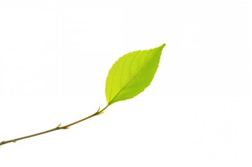 Fototapeta premium Single green leaf against a plain white background