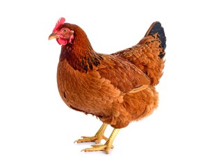 Fototapeta premium A close-up studio shot shows a brown hen standing sideways, isolated against a white background