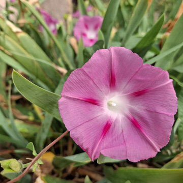 Fiore campanella