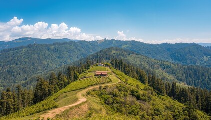 Fototapeta premium Agricultural fields nestled atop a high hill during summer, surrounded by trees and lush greenery