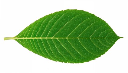 Obraz premium Overhead perspective of vibrant Hydrangea foliage cluster (also known as hortensia)