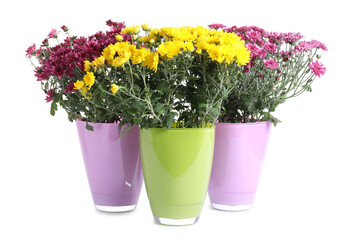Beautiful chrysanthemum flowers in pots isolated on white