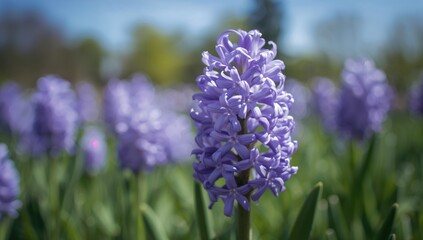 Obraz premium Close-up of blooming hyacinth blossoms in a garden setting