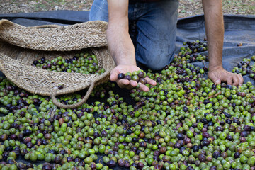 Close-up of  a man's hands harvesting green and purple olives next to a wicker basket in the Catalan countryside. Spain.