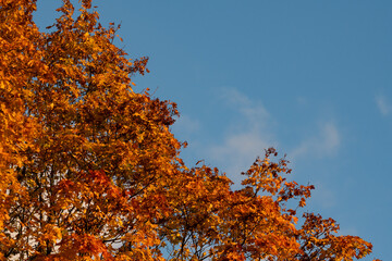 Vibrant golden and orange maple tree leaves shining in the bright autumn sun against a clear blue sky in Estonia.