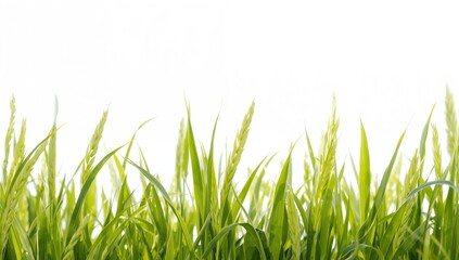 Obraz premium Lush green wheat shoots against a plain white backdrop, symbolizing spring and nature