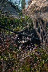 Dog Playing Beach Labrador Hound Pet Fun Summer Outdoor Animal Running Sand Sea Nature Happy Canine Mammal Freedom Energy Joy Lifestyle Water Coastal Adventure Companion Friendship Wildlife