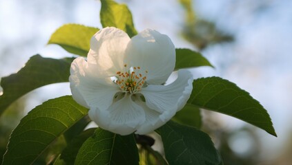Fototapeta premium Close-Up of White Blossoms on Fruit Trees in Spring