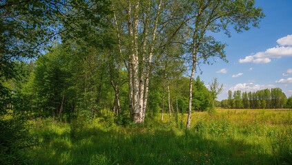 Fototapeta premium Summer birch forest with natural scenery
