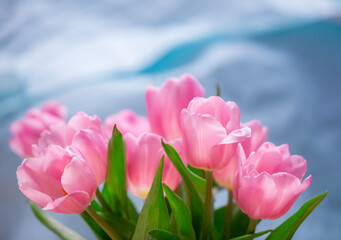 Fresh spring pink tulips with  blur blue background.