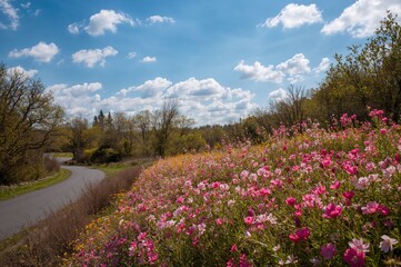 Fototapeta premium Roadside scenery adorned with spring blossoms