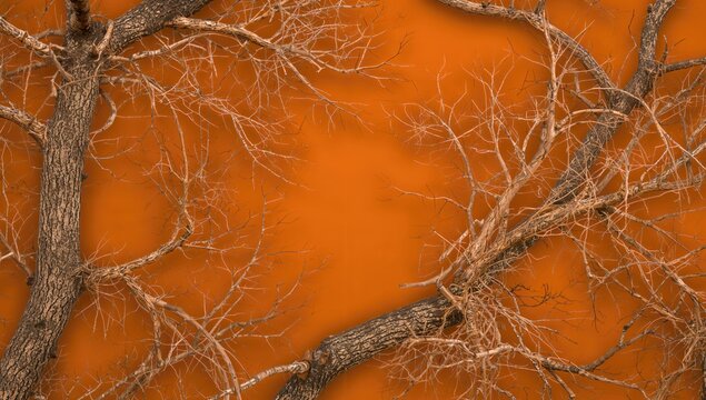 Withered tree limbs against an orange background