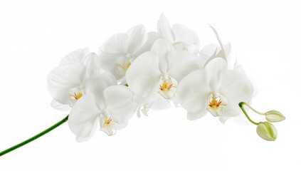 Obraz premium White background with a branch of orchid blossoms