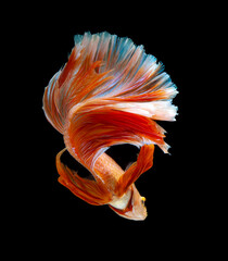 Colourful orange betta fish,Siamese fighting fish in movement isolated on black background. Capture the moving moment of colourful siamese fighting fish with clipping path.