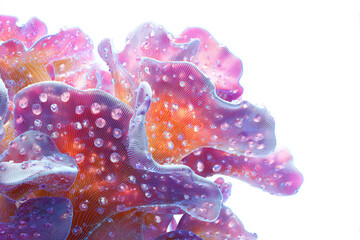 Stunning coral reef with shimmering water droplets creates a captivating underwater scene, perfect for marine biology, ocean conservation, or vibrant nature projects