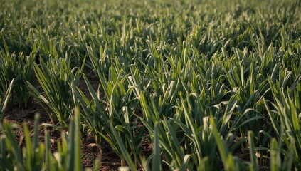 Obraz premium Close-up of green onions densely planted in a field during harvest time