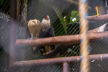 Pair of caracaras perched on rusty metal bars inside a mountain zoo enclosure