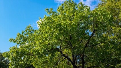 Fototapeta premium Lush green leaves help boost mood and energy