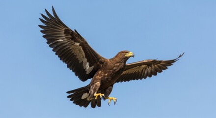 Fototapeta premium Majestic bird of prey in flight, soaring against a clear blue sky