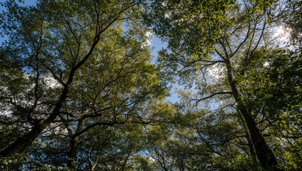 Obraz premium Looking up at the thick tree branches