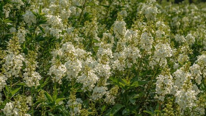 Close-up of white-flowered hydrangea shrubs basking in sunlight