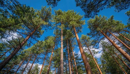 Sunny summer forest view looking up at pine tree canopies