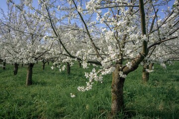 Obraz premium White cherry tree flowers blooming in spring orchards