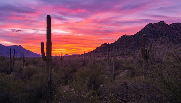 Cacti silhouetted against the sunset in a desert mountain park