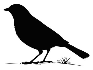 vector illustration of a crow
