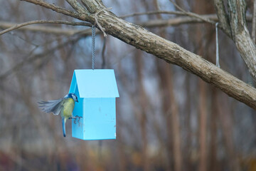 Blue tit Cyanistes caeruleus on feeder in city at winter time