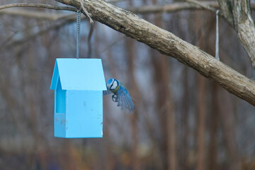 Blue tit Cyanistes caeruleus on feeder in city at winter time