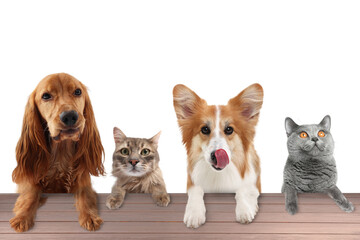Cats and dogs peering out, with their paws on table. White background