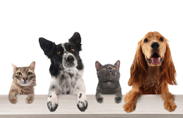Cats and dogs peering out, with their paws on table. White background