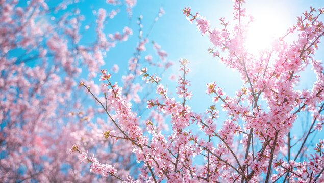Artistic spring backdrop featuring pink flowers. Sakura tree in full bloom against a bright blue sky with bokeh effect. Ideal for Easter and spring greeting cards with ample copy space.