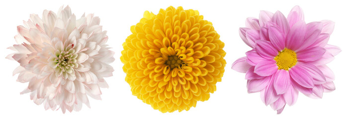 Three different chrysanthemum flowers isolated on white, set