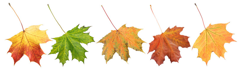 Beautiful autumn leaves isolated on white, set. Fall season