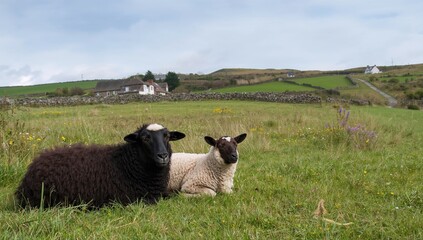Fototapeta premium Sheep resting in grassy countryside pastures