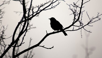 A shadowy outline of a blackbird perched on a branch during a chilly, misty winter dawn.