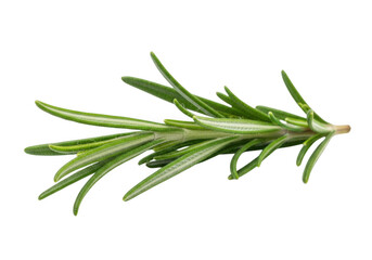 Fototapeta premium Fresh rosemary sprig isolated on transparent background