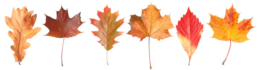Autumn leaves isolated on white, set. Fall season