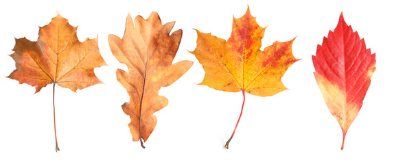 Autumn leaves isolated on white, set. Fall season
