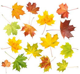 Autumn leaves isolated on white, set. Fall season