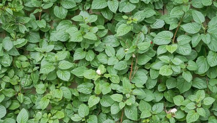 Fototapeta premium Pergularia daemia, a hairy perennial vine from the Apocynaceae family, thrives across tropical and subtropical regions of the Old World, showcasing its textured floral patterns.