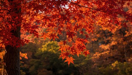 Gorgeous crimson maple foliage illuminated by sunlight, nature texture, golden hues, tree scenery, bright leaves in woodland
