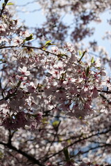 Cherry Blossoms in Spring