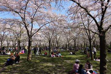 Cherry Blossoms in Spring