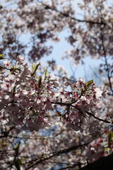 Cherry Blossoms in Spring