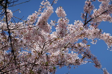 Cherry Blossoms in Spring