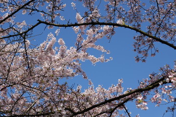 Cherry Blossoms in Spring